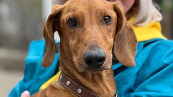 Україна отримала евакуаційні набори для домашніх тварин