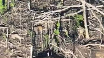 Росіяни розстріляли двох українських військовополонених на Покровському напрямку