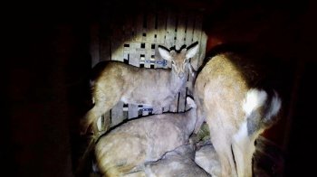 Олені в кузові, фото Миколи Калашника