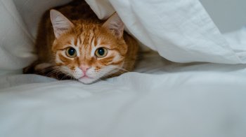 Яку музику люблять кішки