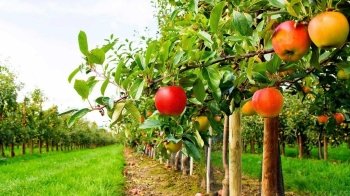 У Львівській ОВА розповіли, за скільки продали найдорожчу ділянку для садівництва в області