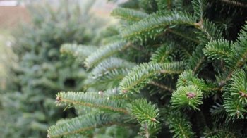 У Львові розповіли, як правильно позбавитися новорічної ялинки