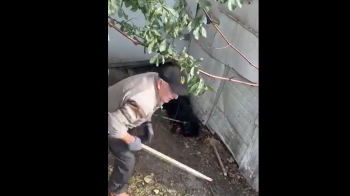 Деталі вбивства собаки у Львові: власниця просила забити через хворобу