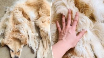 Зберегли на пам’ять: сім’я перетворила тіло мертвої собаки на килимок