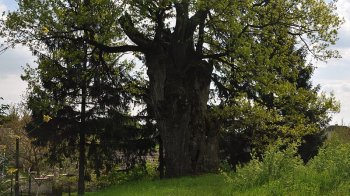 Дуб у селі Верин на Львівщині