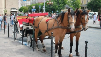 Петиція про заборону кінних карет у Львові не набрала голосів