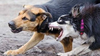 Сказ у собаки