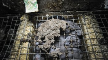 Наступна пандемія може виникнути через постачання м’яса в США