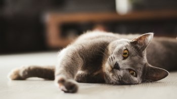 Коти розуміють людей, однак їм байдуже