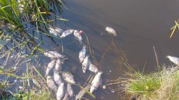 Екоінспектори назвали причину загибелі понад сотні карасів у Лисиничах