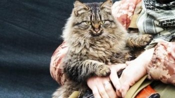 Собаки, їжаки та котики: військові показали тваринок на передовій