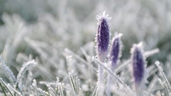 Заморозки, дощ, сніг та різке тепло: що обіцяють синоптики наступного тижня на Львівщині