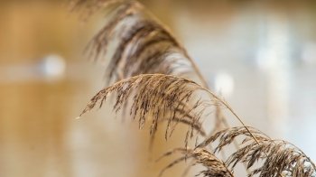 Мешканцям Львівщини пропонують альтернативу спаленню сухостою