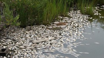 Загибла риба