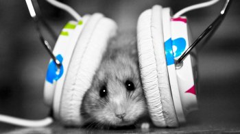 Слухають Lady Gaga та Queen: щури здатні розрізняти ритм та реагувати на музику, як люди