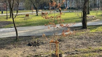 У Львові в парках висадили сто дерев та кущів