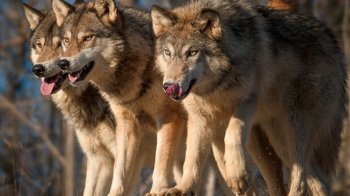 Біля села на Львівщині прикордонники помітили зграю вовків