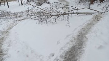 Повалене дерево на вулиці Пасічній у Львові