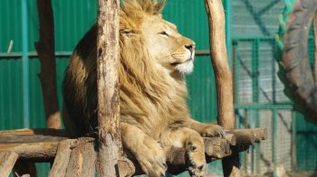 З харківського екопарку Фельдмана евакуювали всіх тварин