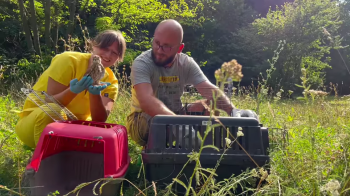 Львівська Домівка врятованих тварин випустила на волю 22 соколів боривітрів
