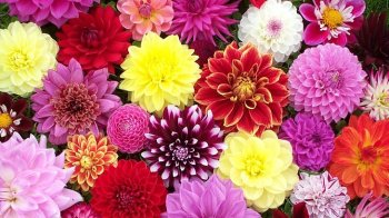 Львів’ян кличуть на виставку жоржин: коли та де