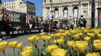 Голландські тюльпани у Львові та чемпіонат з велоспорту: новини Львівщини за добу