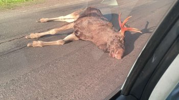На Львівщині суд виправдав водія, який збив на трасі лося