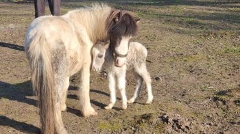 У зоодендропарку біля Львова народився поні давньої породи