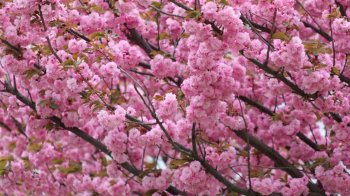 Цвітіння сакури у Львові 2026: де шукати найкрасивіші локації для фото