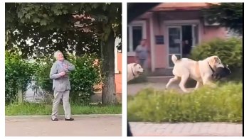 Одна собака таки загинула