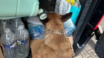 На “Краківців” службова вівчарка знайшла в мікроавтобусі понад 500 нарковмісних таблеток