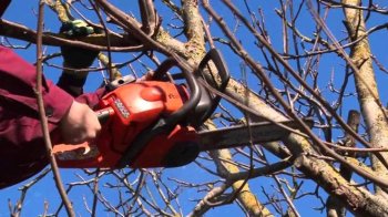 Смертельна сутичка з природою: на Тернопільщині двоє чоловіків загинули під час обрізки дерев