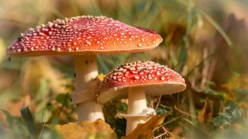 Небезпечні гриби з інтернету: мешканка Дрогобиччини постраждала