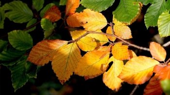 На Львівщину йде "бабине літо": погода на 5 жовтня