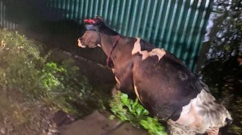 На Самбірщині корова бігла через міст та впала у канаву