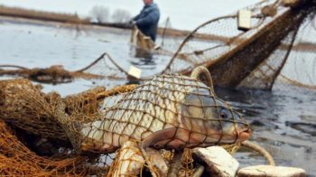 На Львівщині заборонили вилов риби: які терміни та винятки