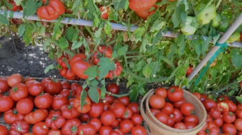 Переваги та техніка пасинкування для підвищення врожайності