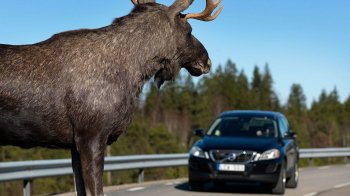 Після ДТП з лосем на околиці Львова планують встановити нові дорожні знаки