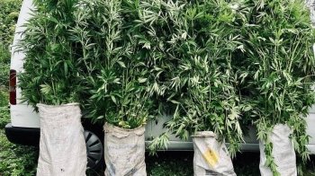 Стрийські поліцейські викрили зловмисника з плантацією марихуани