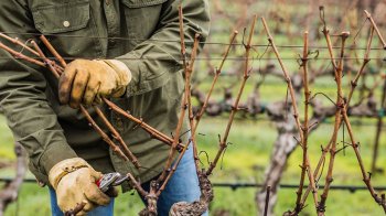 Обрізка винограду на зиму