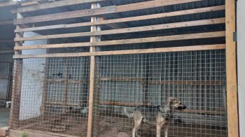 У Стебнику облаштовують притулок для бездомних тварин