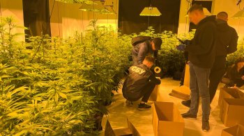 Облаштував теплицю та вирощував коноплю: на Львівщині затримали наркоагронома