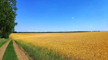 На Золочівщині суд повернув громаді землю вартістю 2,4 млн грн