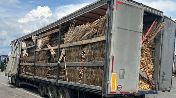 На Львівщині викрили спробу незаконного вивезення деревини за кордон