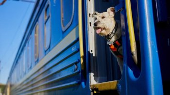 Тварина у вагоні.