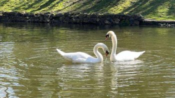 У Стрийський парк після зимівлі повернулися лебеді