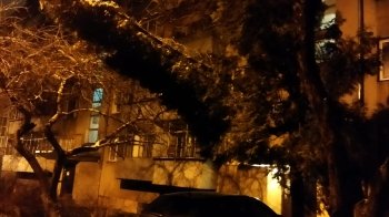 У Львові на Сихові біля одного з під’їздів сильно похилилось дерево (фото)