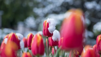 З якою погодою львів’яни проведуть Міжнародний жіночий день