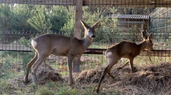 Львівський притулок «Домівка врятованих тварин»  просить допомогти із харчуванням для тварин: як долучитися