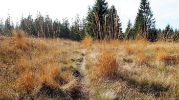 Львівській громаді повернули останню ділянку заказника “Торфовище Білогорща”